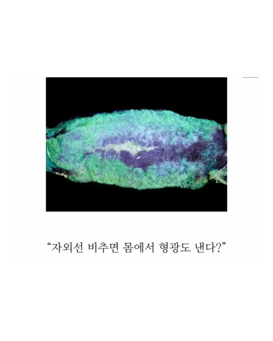 의외로 18세기에 발견된 기괴한 생명체.jpg_6.webp