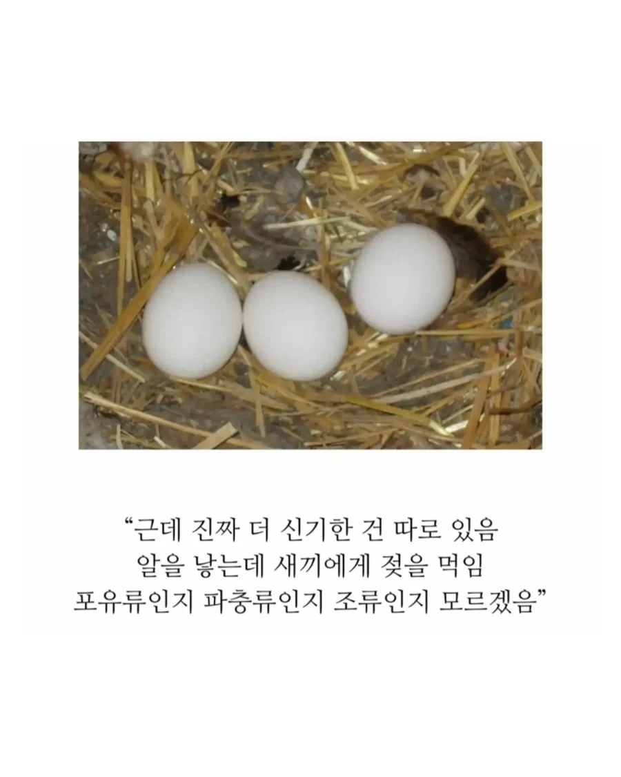 의외로 18세기에 발견된 기괴한 생명체.jpg_7.webp