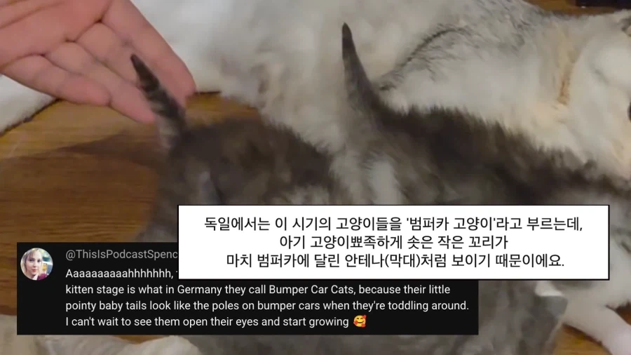 고양이에게