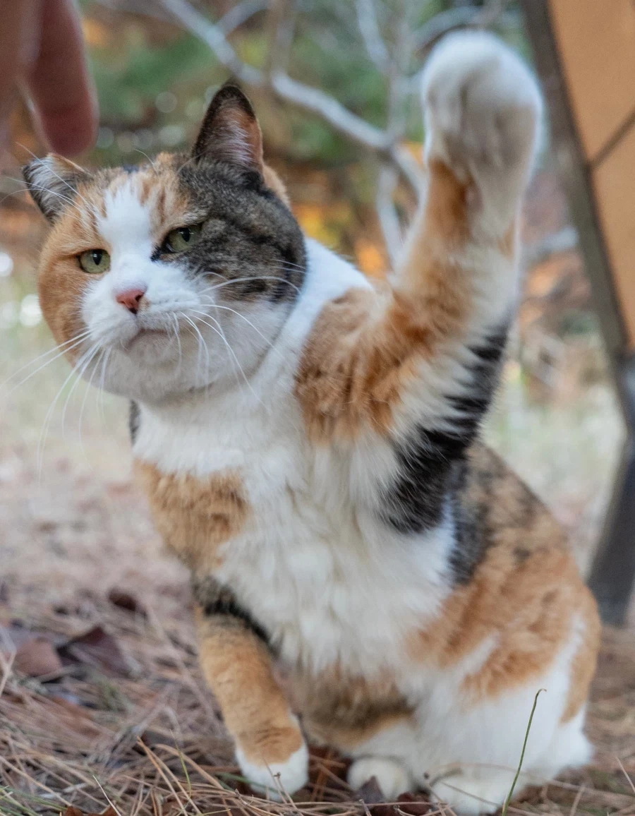 귀요미 삼색냥이..._8.webp