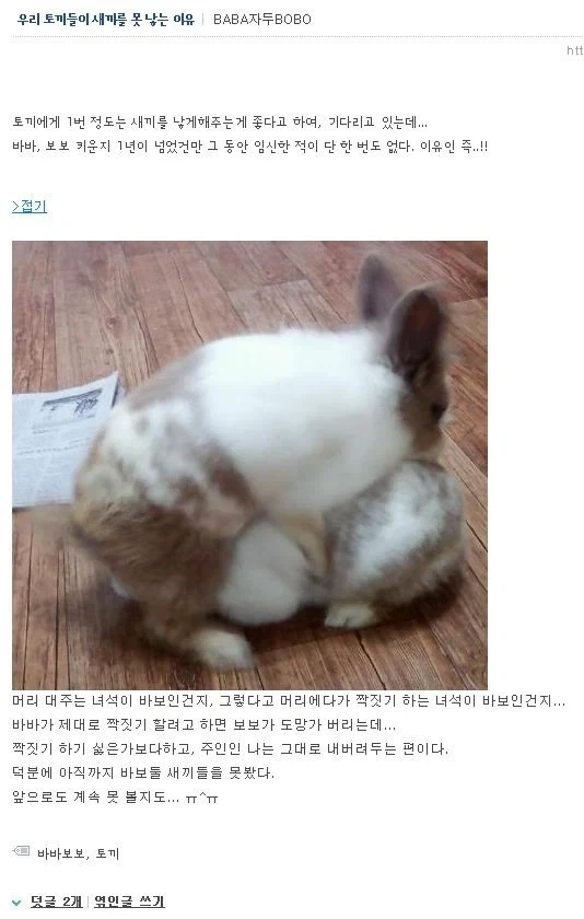 어떤 사람이 키우는 토끼들이 새끼를 못 낳는 이유_1.webp