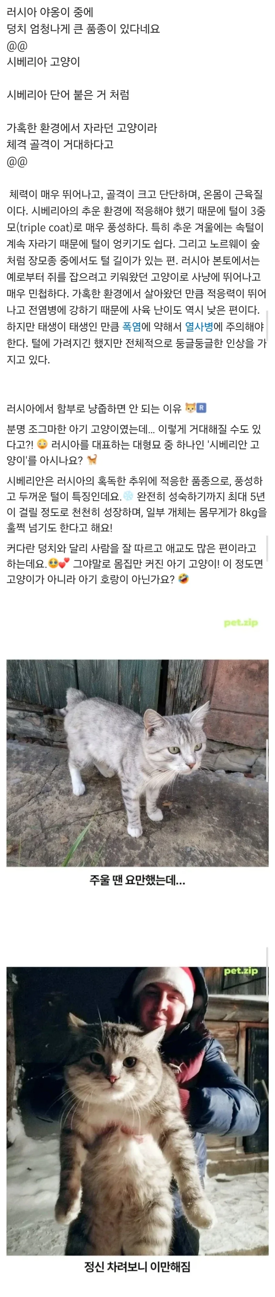 러시아에서 냥줍 하면 안되는 이유_1.webp