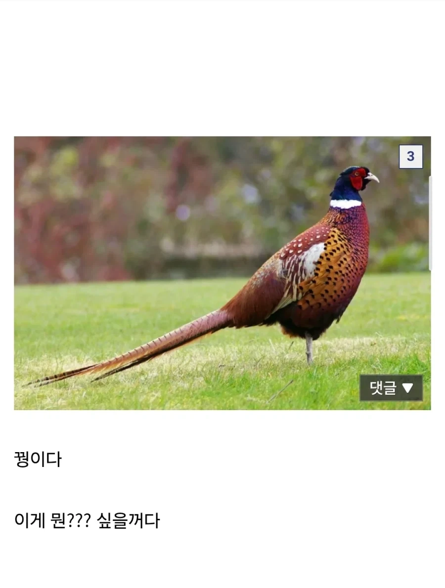 씹.창나고 있다는 울릉도 생태계.jpg_3.webp