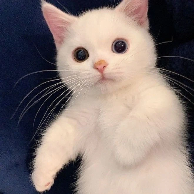 귀요미 흰냥이..._2.webp
