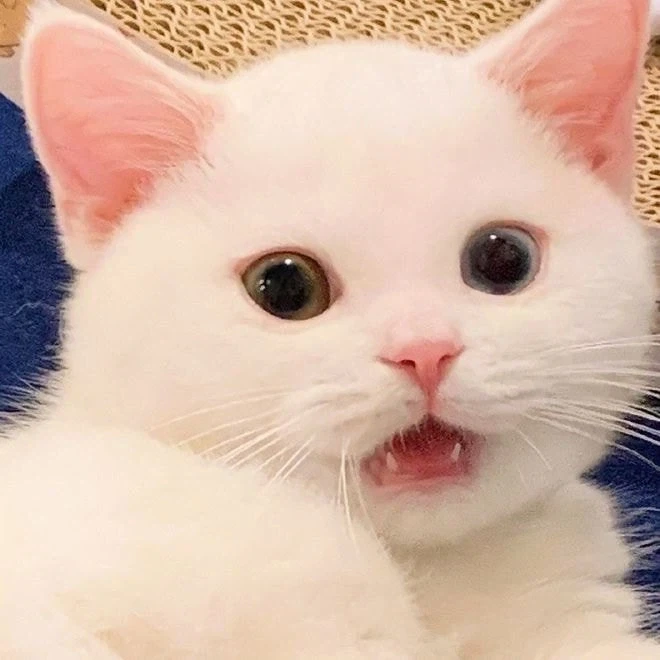 귀요미 흰냥이..._3.webp