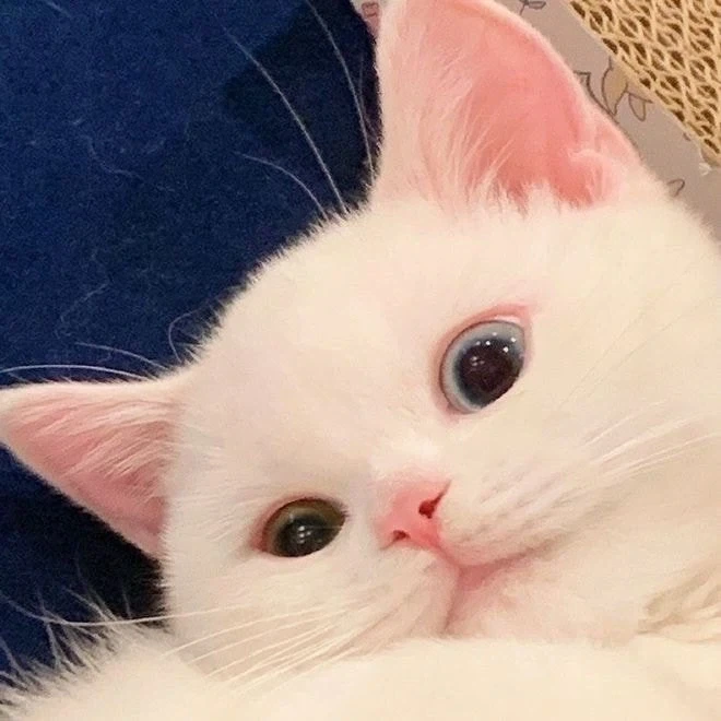 귀요미 흰냥이..._4.webp