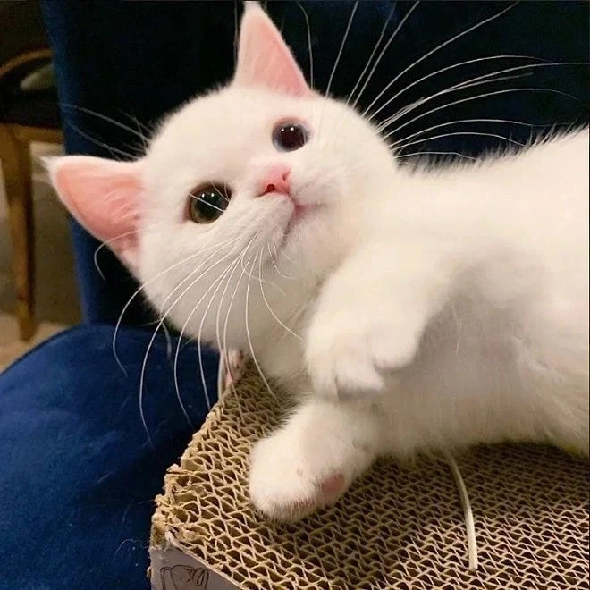 귀요미 흰냥이..._5.webp