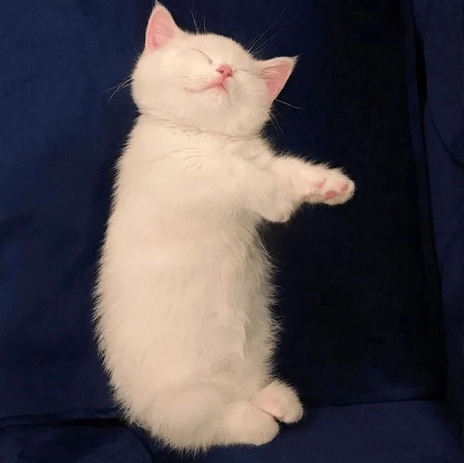 귀요미 흰냥이..._6.webp