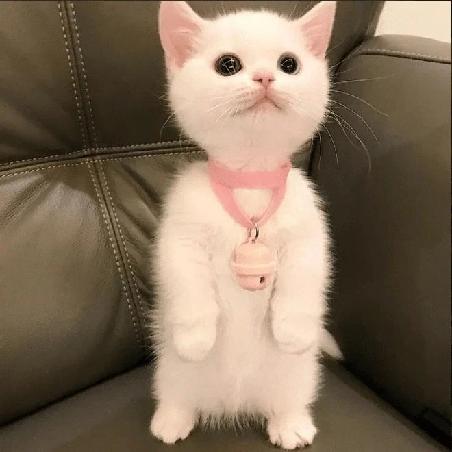 귀요미 흰냥이..._7.webp