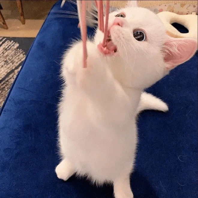 귀요미 흰냥이..._8.webp