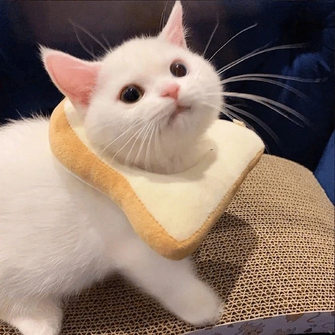 귀요미 흰냥이..._9.webp