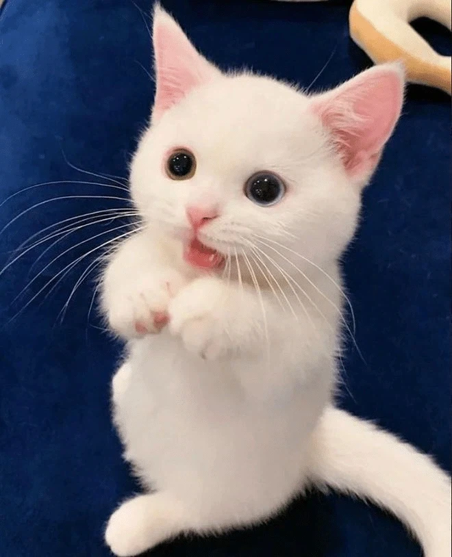 귀요미 흰냥이..._10.webp