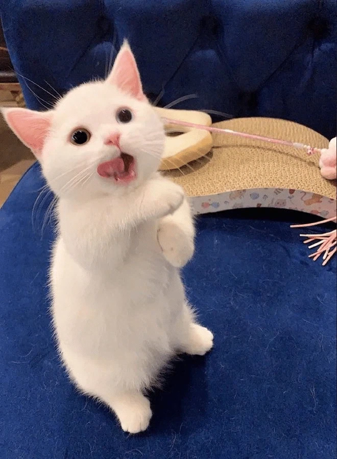 귀요미 흰냥이..._11.webp