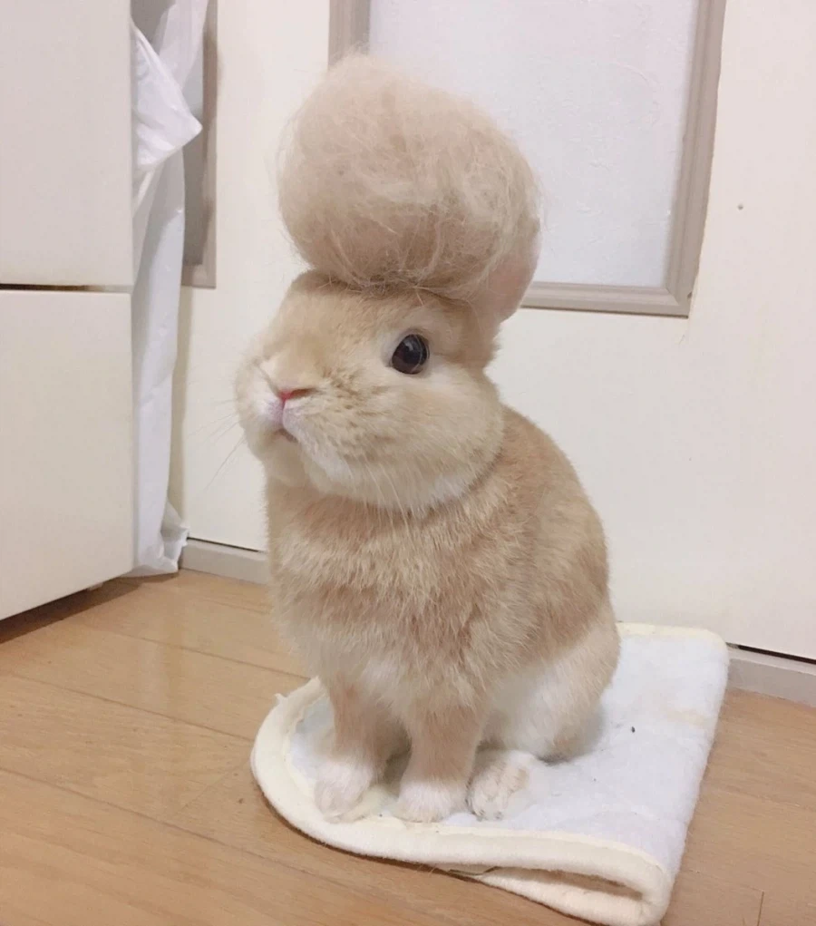 양아치 토끼.jpg_1.webp