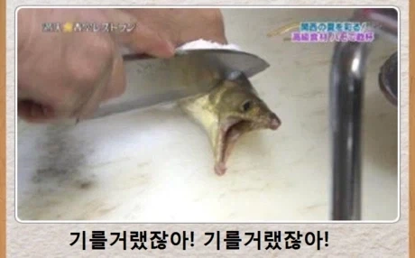 배신당한 물고기_1.webp