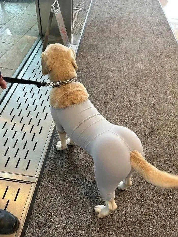 레깅스 입은 댕댕이_1.webp