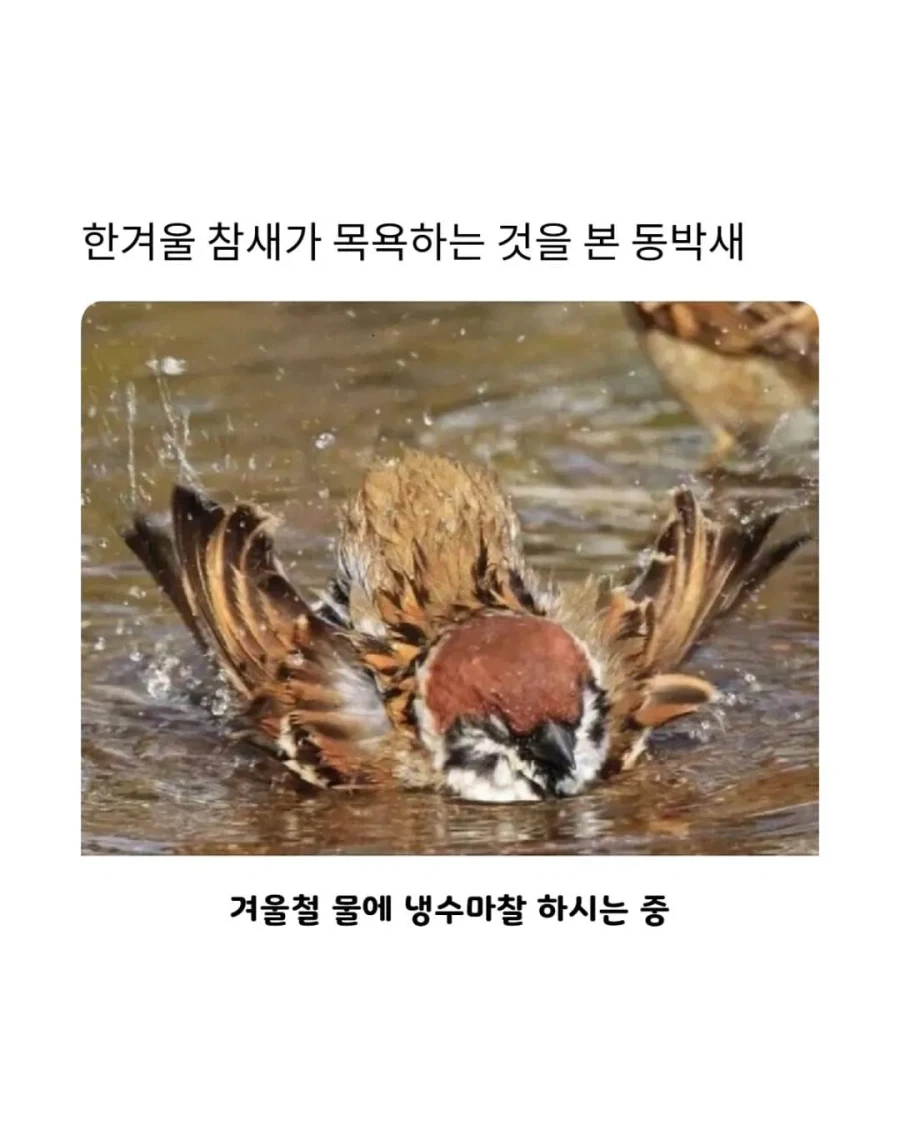 참새 따라하는 동박새 본 사람??_1.webp