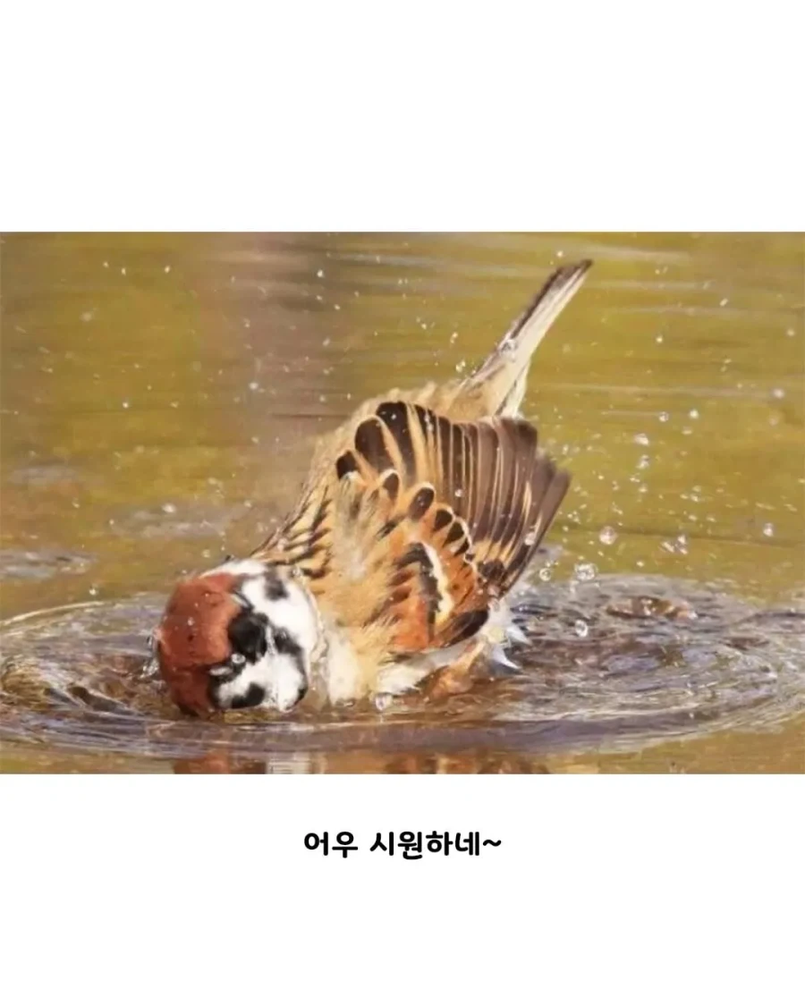 참새 따라하는 동박새 본 사람??_2.webp