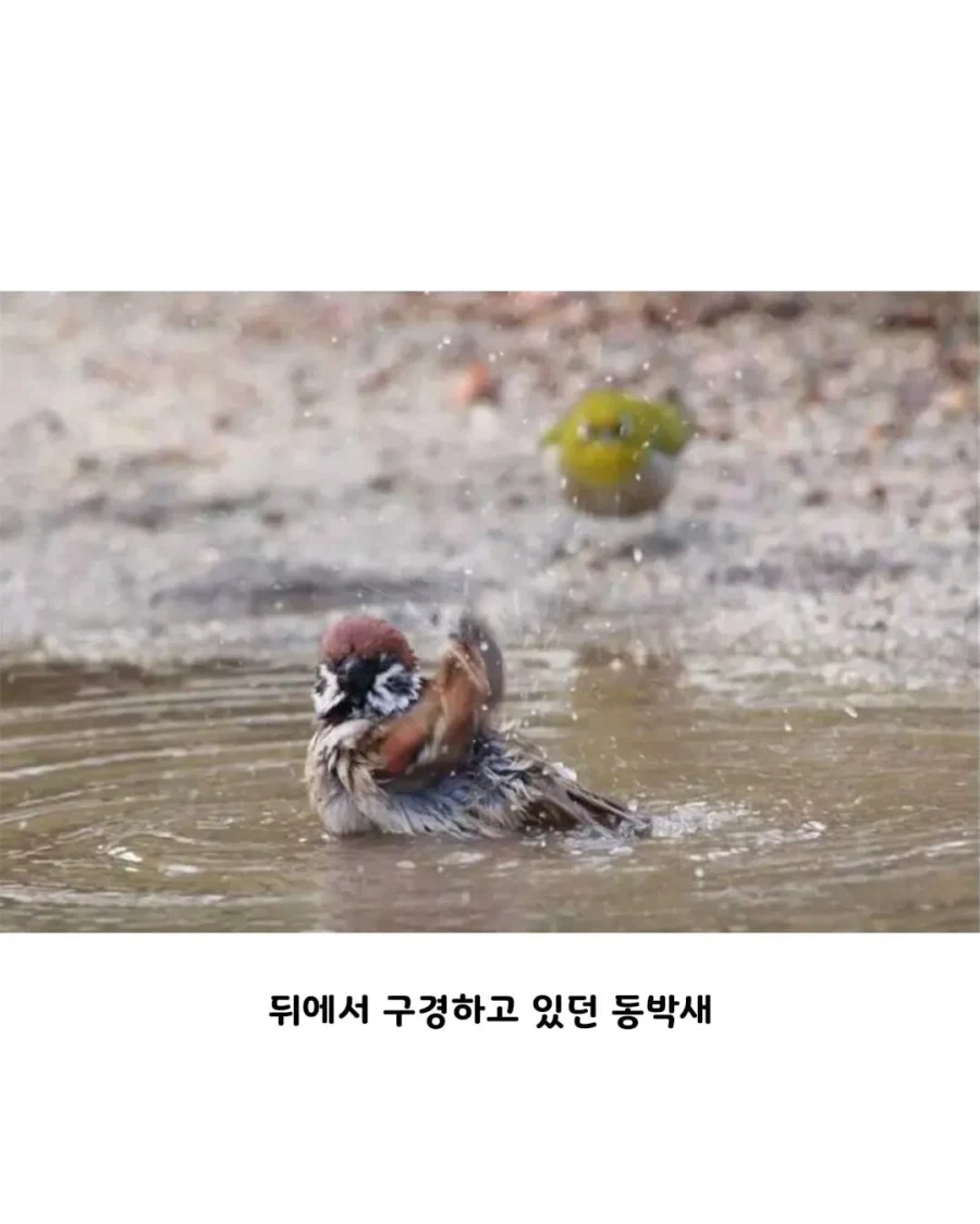 참새 따라하는 동박새 본 사람??_3.webp