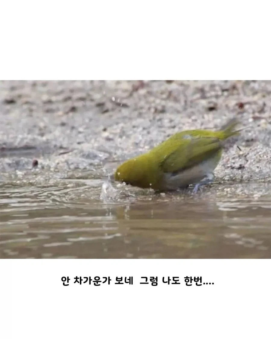 참새 따라하는 동박새 본 사람??_4.webp