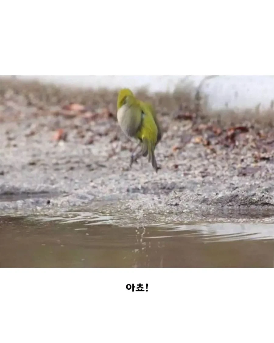 참새 따라하는 동박새 본 사람??_5.webp