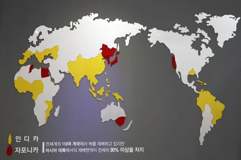 전세계 기준에서 보면 의외로 마이너 쪽에 속하는 쌀 품종_2.webp