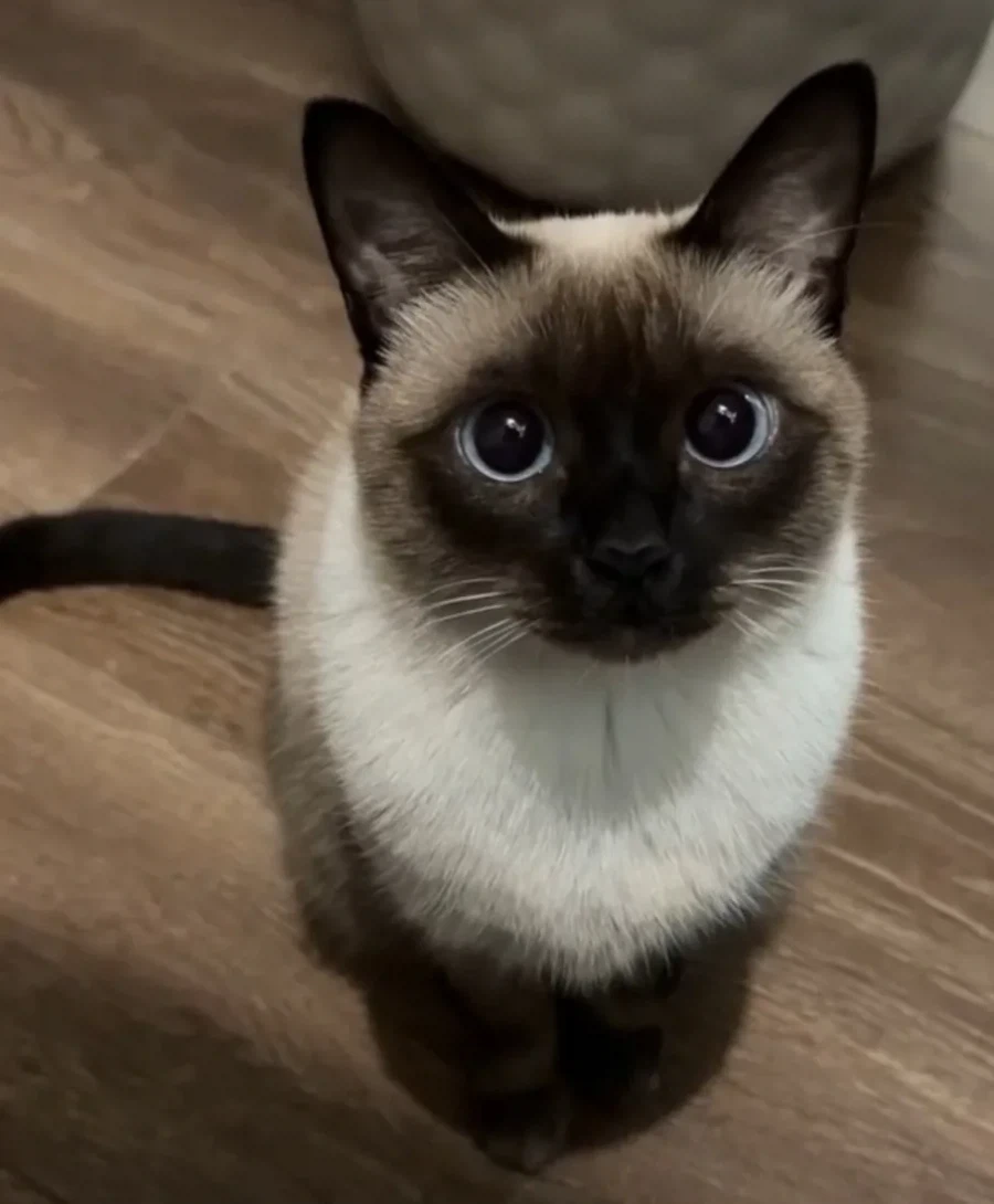 샴고양이 특.jpg_1.webp
