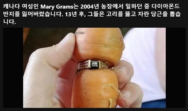 밭에서 잃어버린 반지를 13년만에 찾았다.jpg_1.webp
