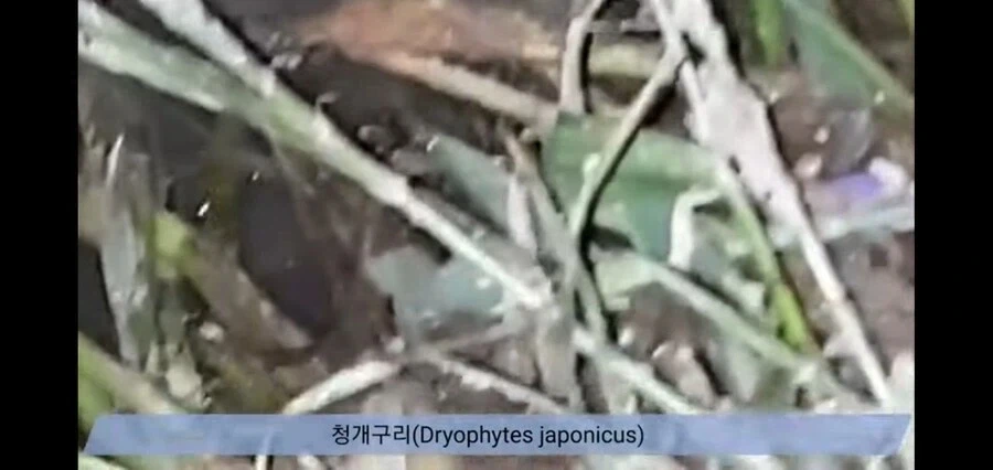 청개구리가 5~7월 사이 구슬피 우는 이유.jpg_1.webp