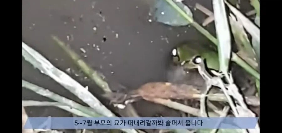 청개구리가 5~7월 사이 구슬피 우는 이유.jpg_2.webp