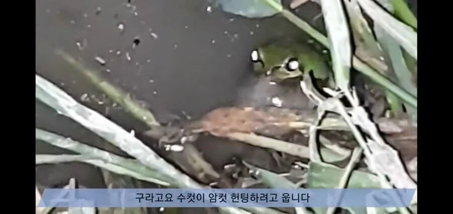 청개구리가 5~7월 사이 구슬피 우는 이유.jpg_3.webp