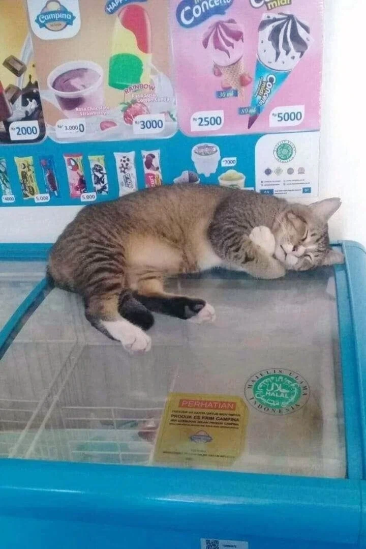 더운데 추운 고양이.jpg_1.webp