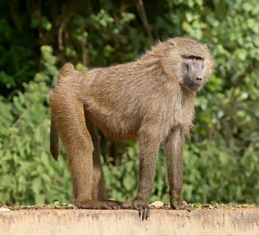 Olive_baboon_Ngorongoro.jpg