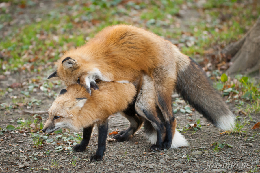20141107_160740_foxinfonet-3.jpg