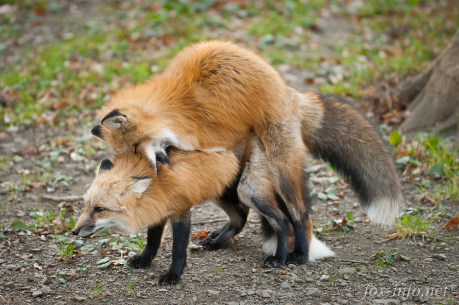 20141107_160741_foxinfonet.jpg