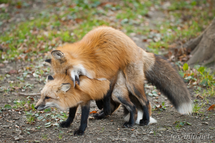 20141107_160742_foxinfonet.jpg