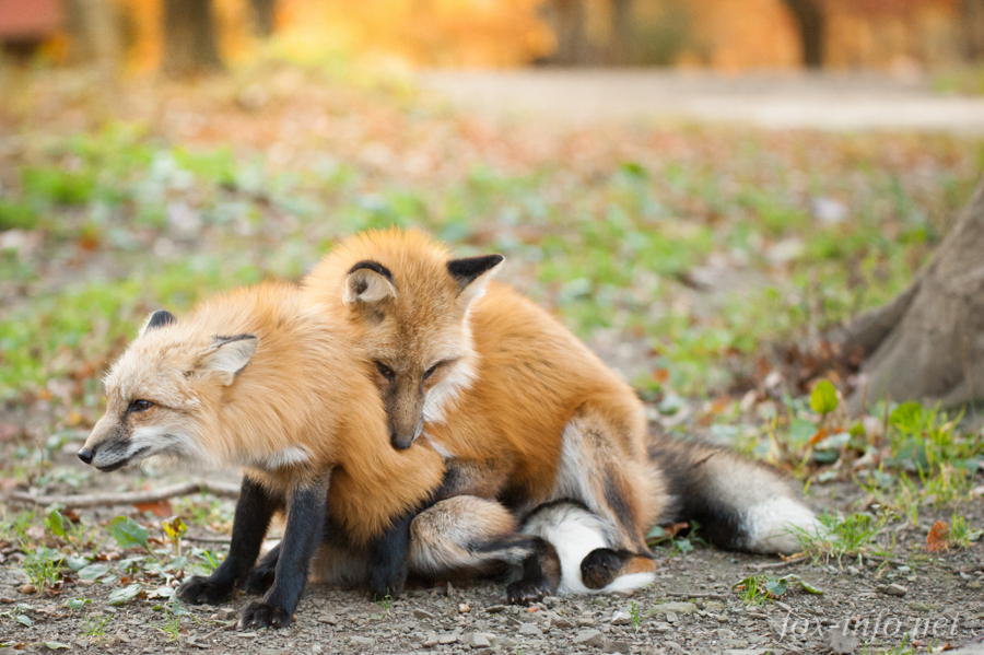 20141107_160745_foxinfonet.jpg