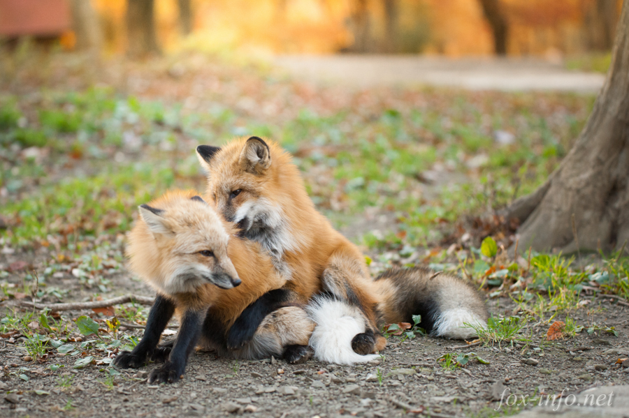 20141107_160749_foxinfonet.jpg