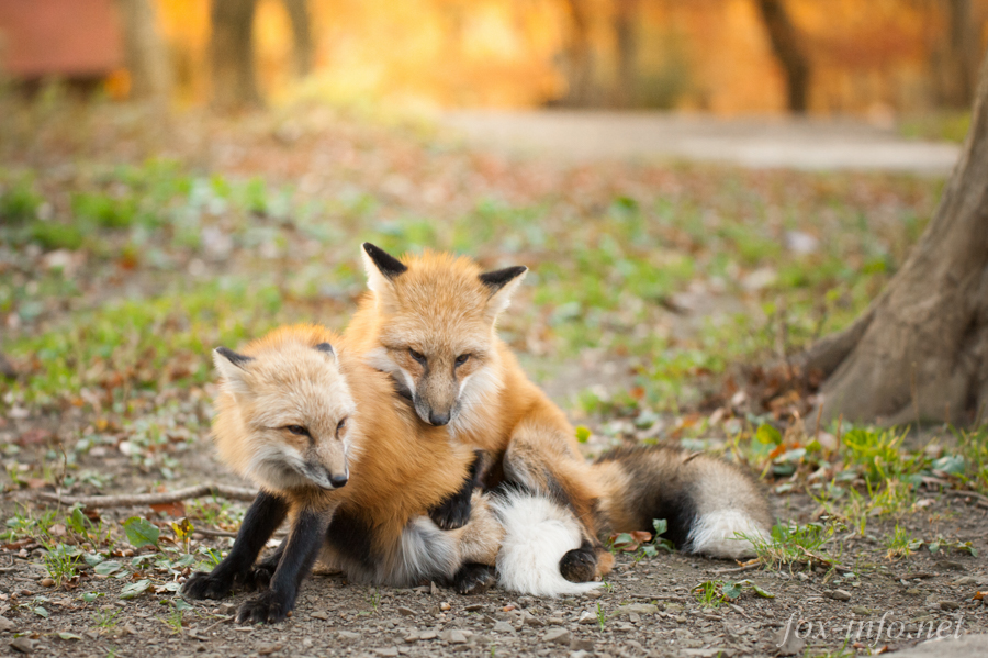 20141107_160751_foxinfonet.jpg