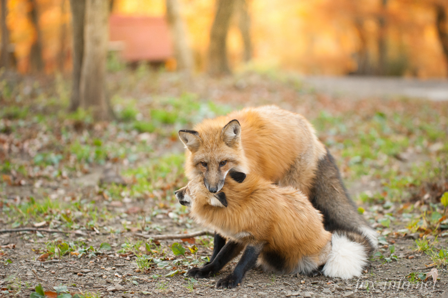 20141107_160754_foxinfonet.jpg