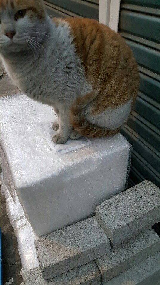 고양이가 좋아하는 것.jpg_2.jpg