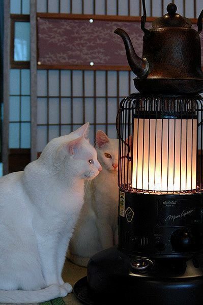 고양이가 좋아하는 것.jpg_8.jpg