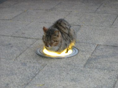 고양이가 좋아하는 것.jpg_17.jpg