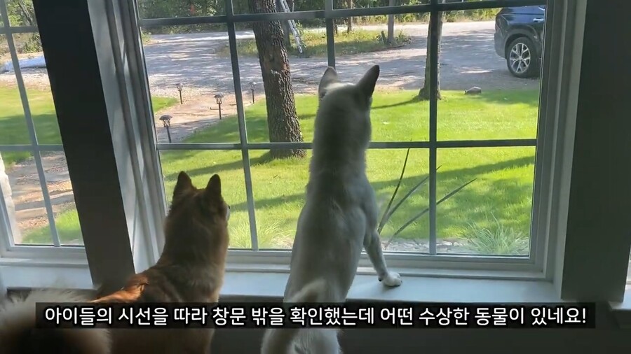 올리버쌤 앞마당에 나타난 동물_1.jpg