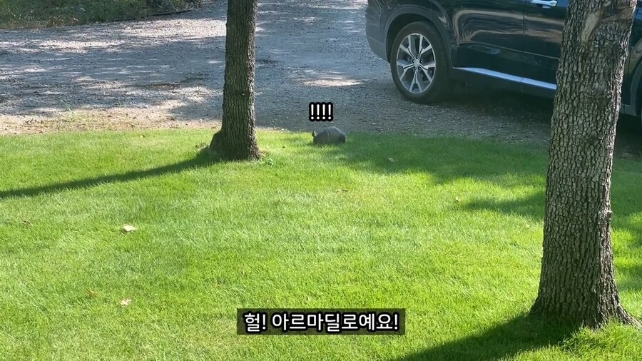올리버쌤 앞마당에 나타난 동물_3.jpg