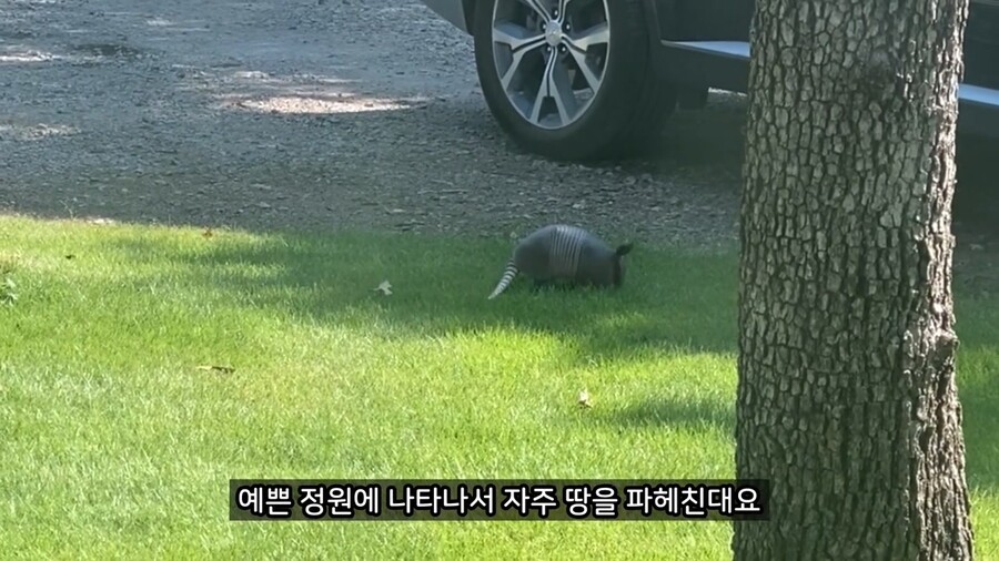 올리버쌤 앞마당에 나타난 동물_4.jpg