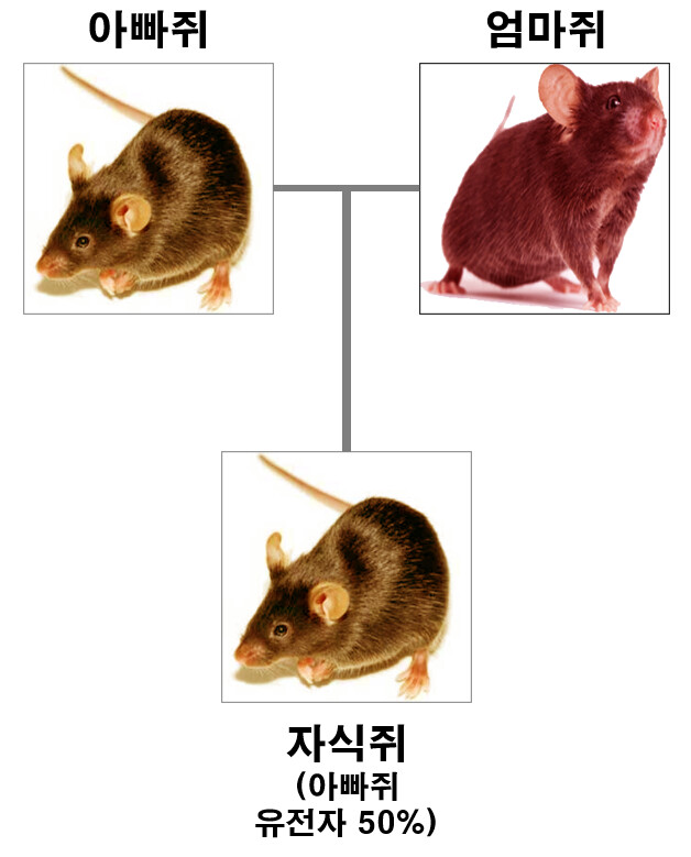 축산학에서 사용하는 백크로스 브리딩을 알아보자_4.png
