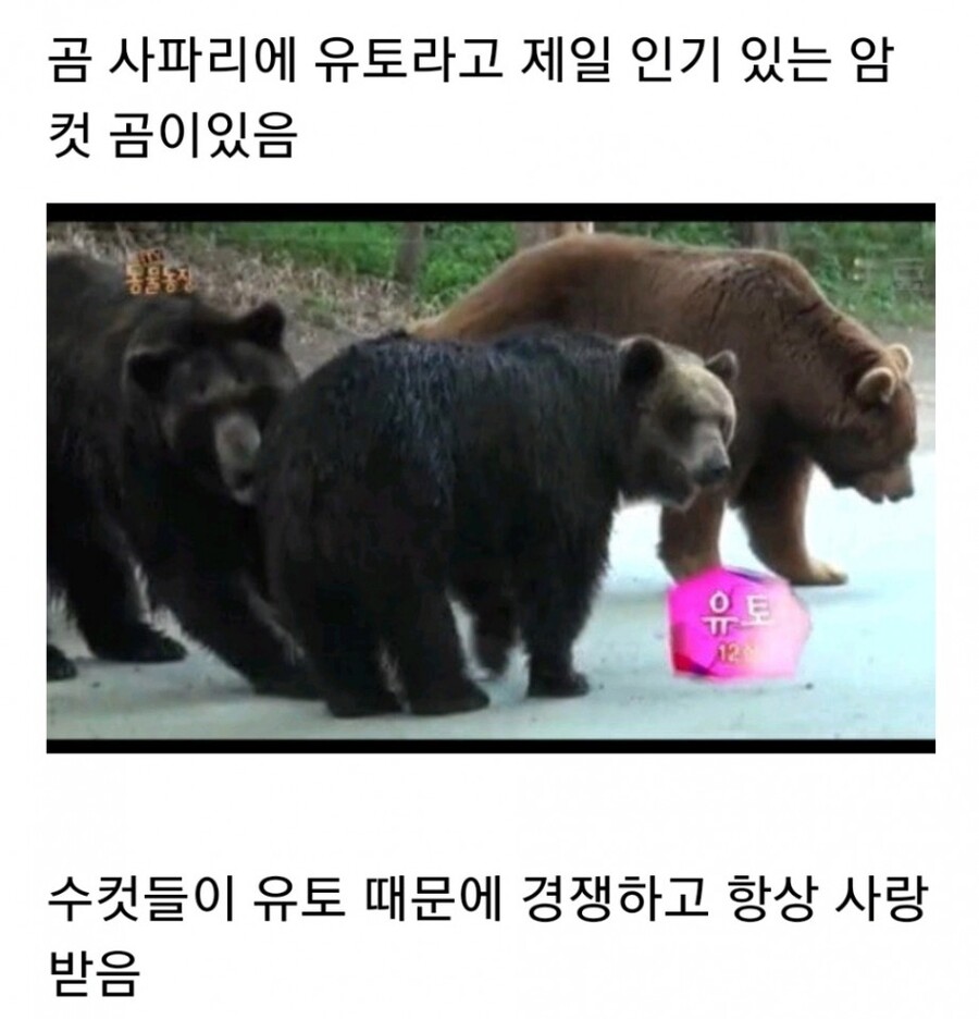 누군가에게 계속 공격받는 암컷 곰.jpg_1.jpg