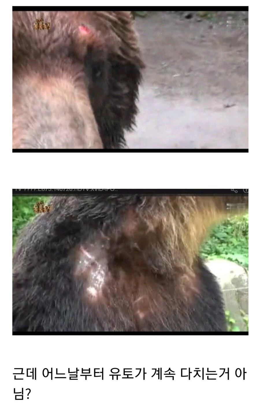 누군가에게 계속 공격받는 암컷 곰.jpg_2.jpg