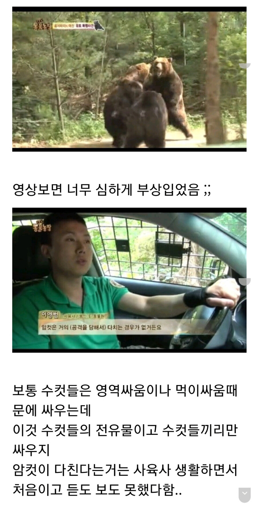 누군가에게 계속 공격받는 암컷 곰.jpg_3.jpg